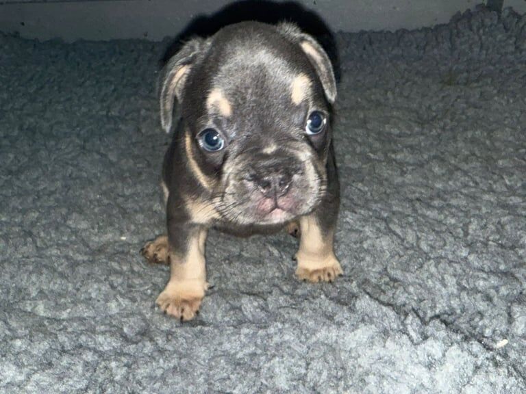 French bulldog puppies. TESTABLE & L4 FLUFFY CARRIERS - READY TO LEAVE 22ND SEPT - Image 2 of 3