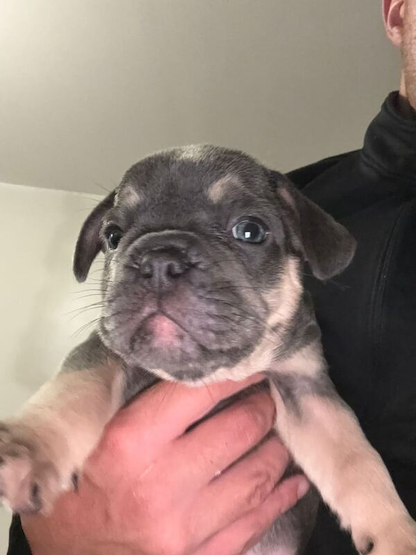 French bulldog puppies. TESTABLE & L4 FLUFFY CARRIERS - READY TO LEAVE 22ND SEPT - Image 3 of 3