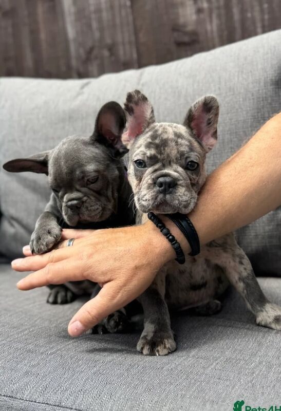 French Bulldog puppies for sale in Greenock, Renfrewshire – 8 weeks old