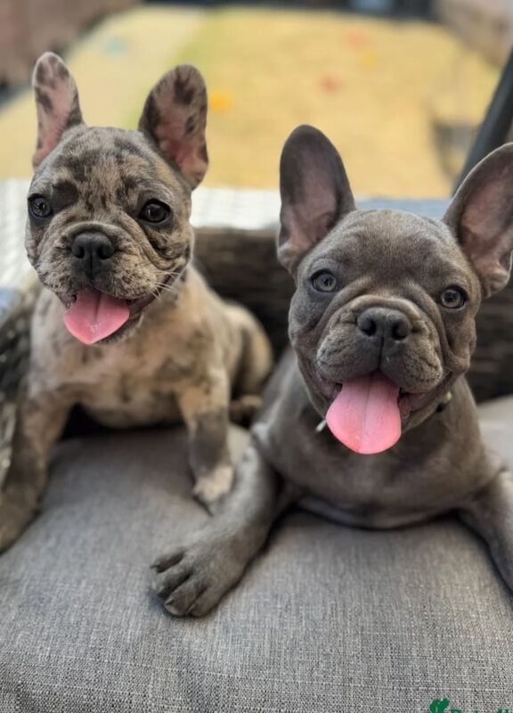 French Bulldog puppies for sale in Greenock, Renfrewshire – 8 weeks old - Image 2 of 3