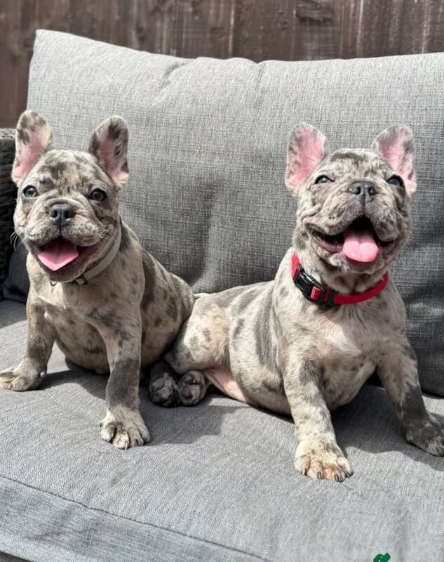 French Bulldog puppies for sale in Greenock, Renfrewshire – 8 weeks old - Image 3 of 3