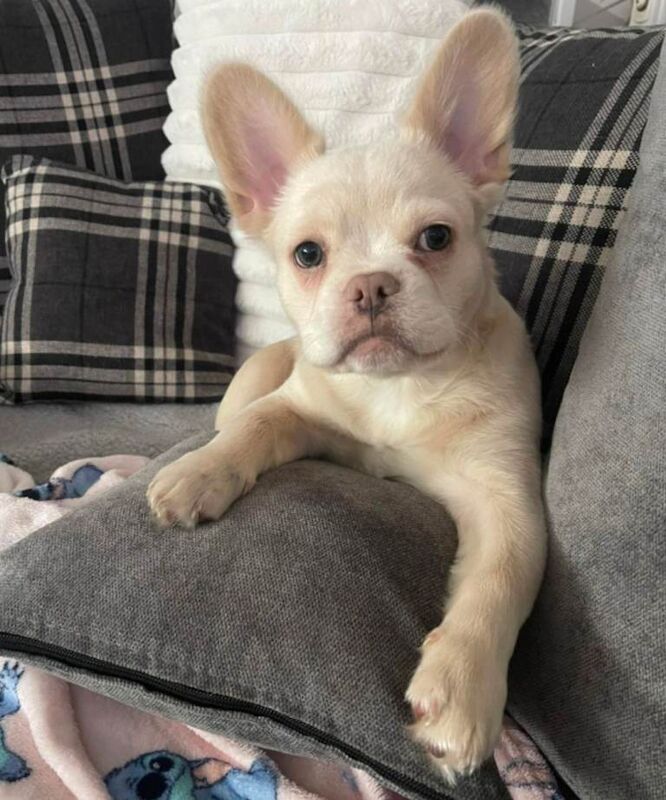French Bulldog puppies for sale in Thetford, Norfolk – KC registered, 4 months old