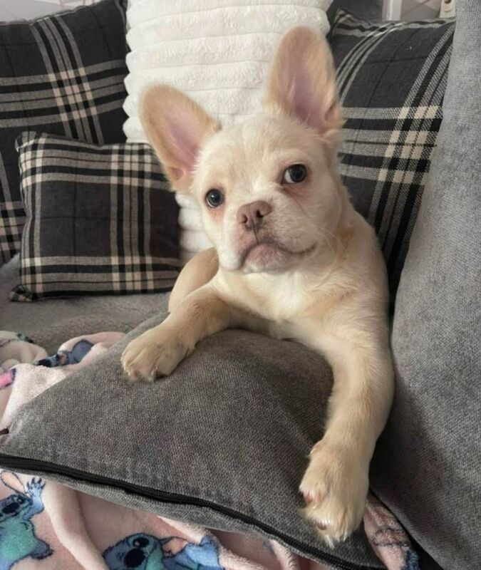 French Bulldog puppies for sale in Thetford, Norfolk – KC registered, 4 months old - Image 2 of 6