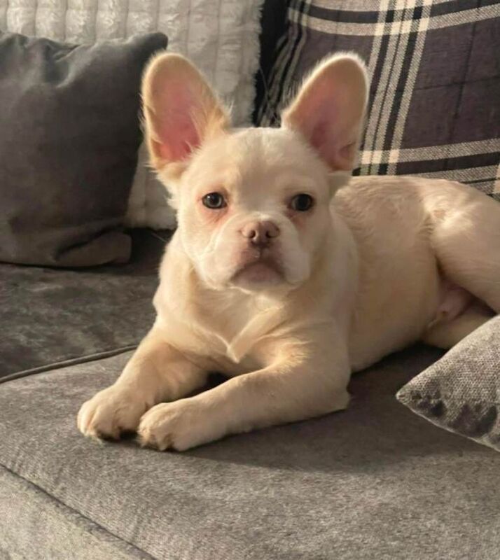 French Bulldog puppies for sale in Thetford, Norfolk – KC registered, 4 months old - Image 3 of 6
