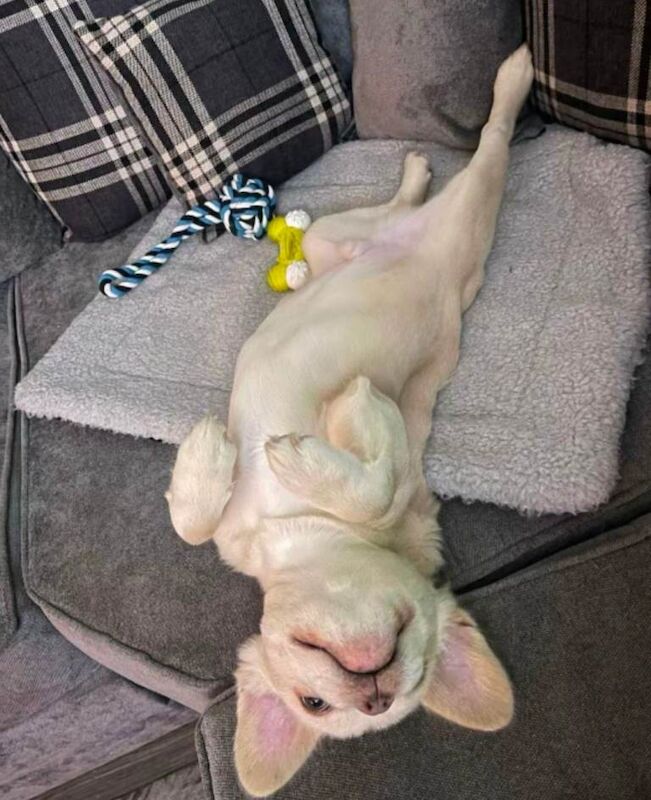 French Bulldog puppies for sale in Thetford, Norfolk – KC registered, 4 months old - Image 4 of 6