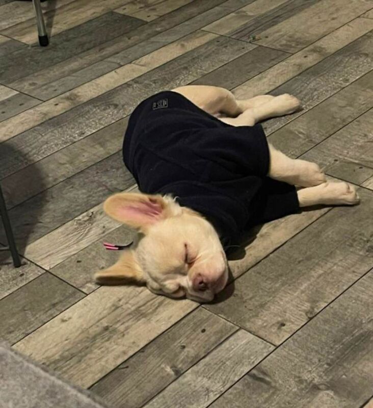 French Bulldog puppies for sale in Thetford, Norfolk – KC registered, 4 months old - Image 5 of 6