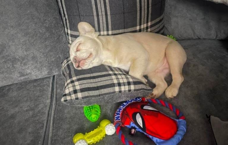 French Bulldog puppies for sale in Thetford, Norfolk – KC registered, 4 months old - Image 6 of 6