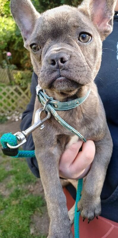 French Bulldog Puppy for sale in Newcastle upon Tyne, Tyne and Wear | Image 2