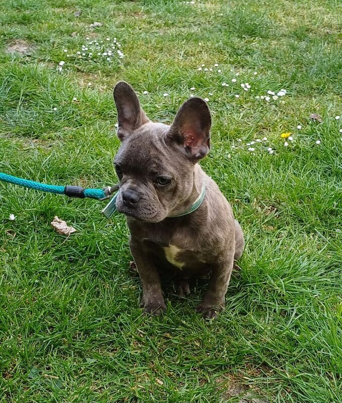 French Bulldog Puppy for sale in Newcastle upon Tyne, Tyne and Wear | Image 3