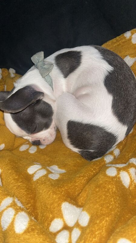 French Bulldog puppies for sale in Haywards Heath, West Sussex – 3 months old - Image 5 of 8
