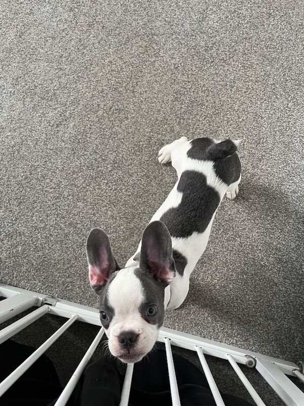 French Bulldog puppies for sale in Haywards Heath, West Sussex – 3 months old - Image 7 of 8