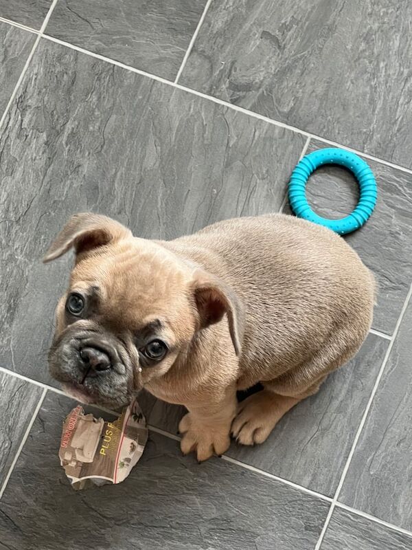 French Bulldog puppies for sale in King's Norton, West Midlands – 9 weeks old
