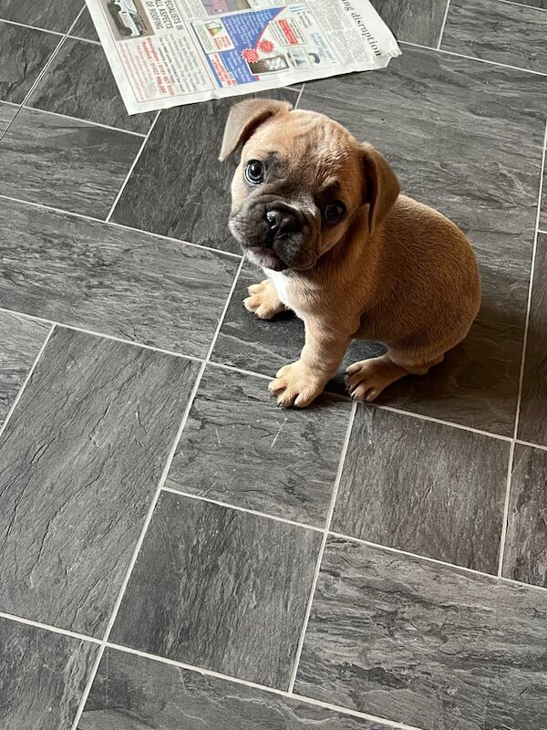 French Bulldog puppies for sale in King's Norton, West Midlands – 9 weeks old - Image 2 of 3