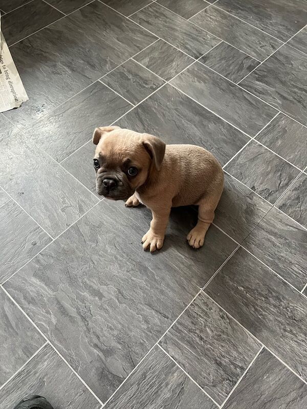 French Bulldog puppies for sale in King's Norton, West Midlands – 9 weeks old - Image 3 of 3