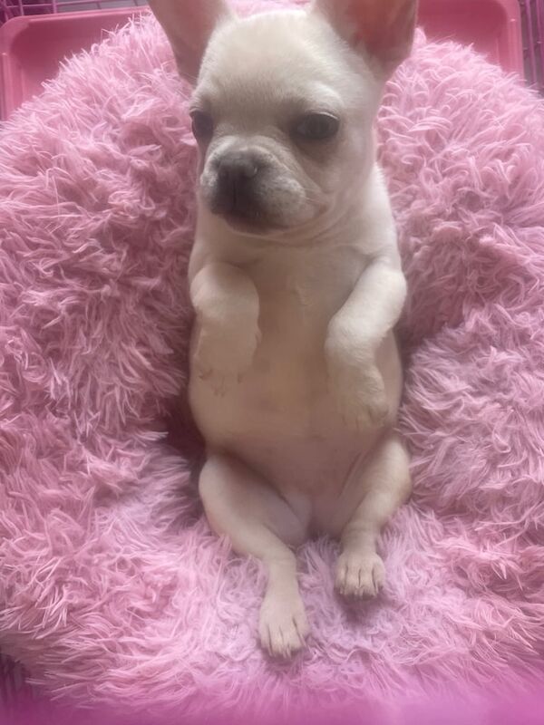 French Bulldog puppies for sale in Willington, Durham – 11 weeks old