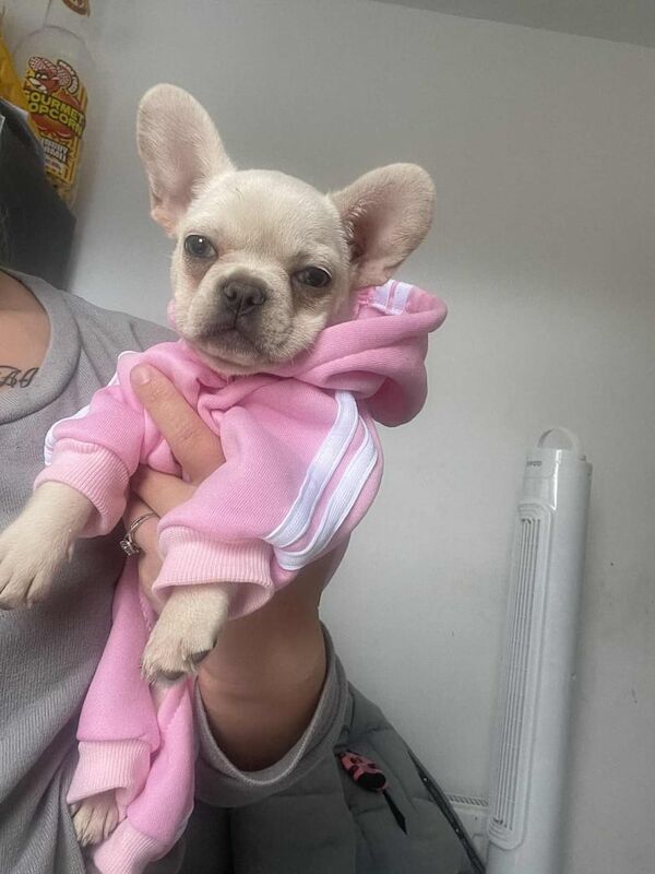 French Bulldog puppies for sale in Willington, Durham – 11 weeks old - Image 3 of 3
