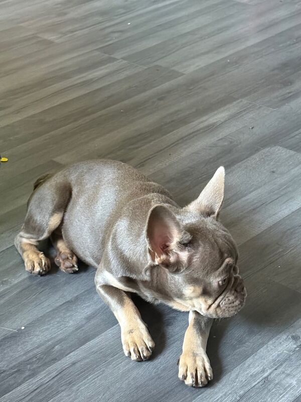 French Bulldog puppies for sale in Leven, Fife – KC registered, 5 months old