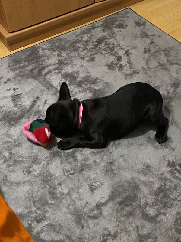 French Bulldog Puppy - Image 2 of 3