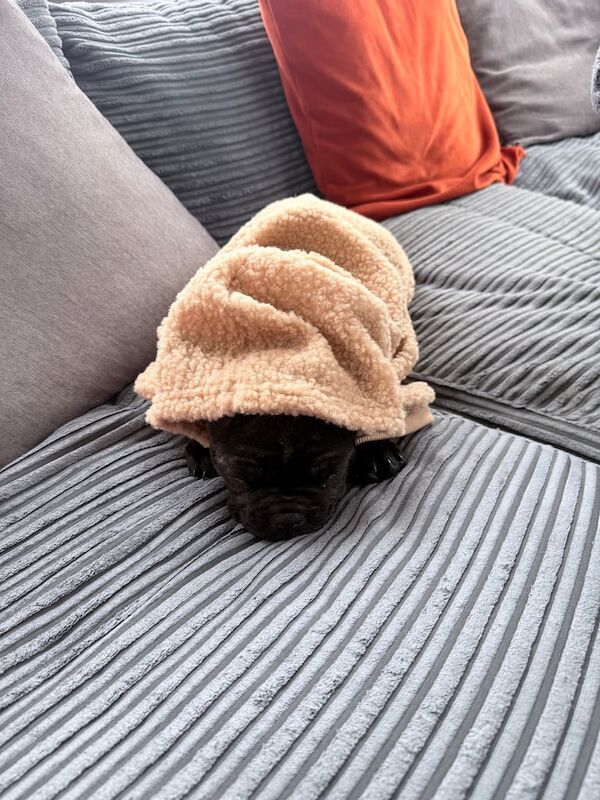 French Bulldog Puppy - Image 3 of 3