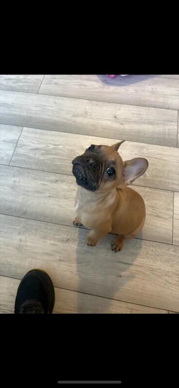 french bulldog puppy - Image 2 of 3