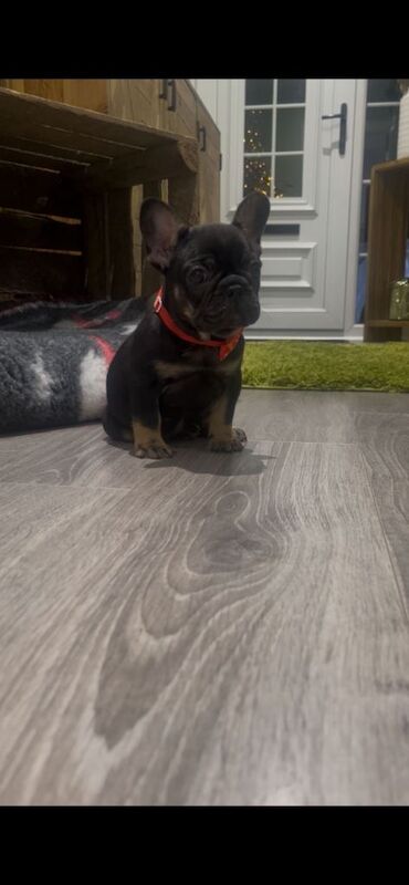 French Bulldog puppies for sale in Ballymena, County Antrim – KC registered, 8 weeks old