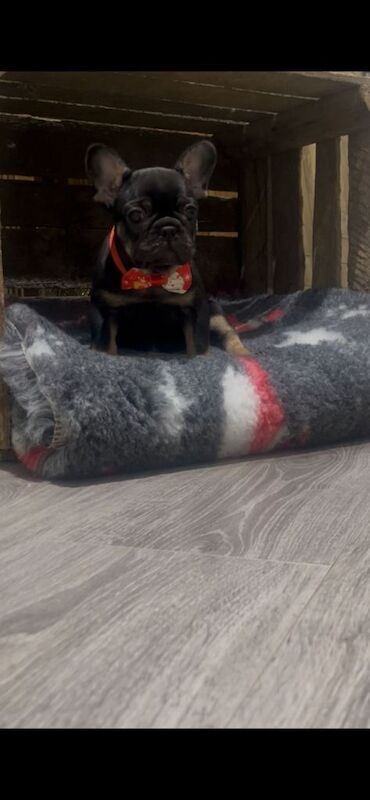 French Bulldog puppies for sale in Ballymena, County Antrim – KC registered, 8 weeks old - Image 2 of 4