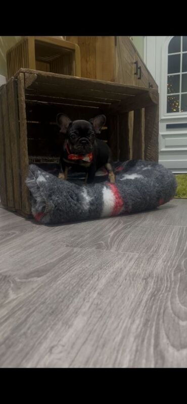 French Bulldog puppies for sale in Ballymena, County Antrim – KC registered, 8 weeks old - Image 3 of 4