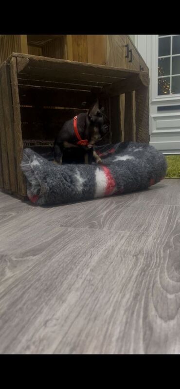 French Bulldog puppies for sale in Ballymena, County Antrim – KC registered, 8 weeks old - Image 4 of 4