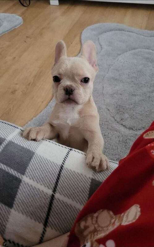 French Bulldog puppies for sale in Enfield, Greater London – KC registered, 3 months old