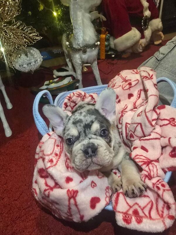 French Bulldog puppies for sale in Mitcham, London – 7 weeks old