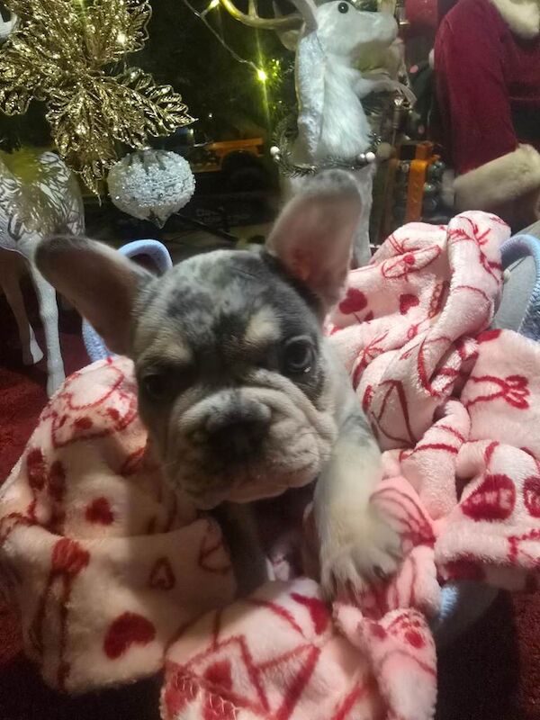 French bulldog Puppy - Image 2 of 3