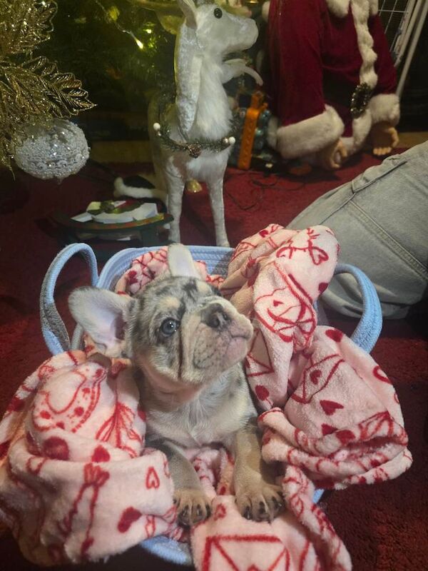 French bulldog Puppy - Image 3 of 3