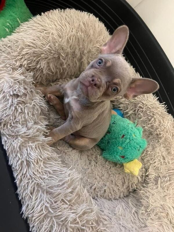 French Bulldog puppies for sale in Stockport, Manchester – KC registered, 10 weeks old