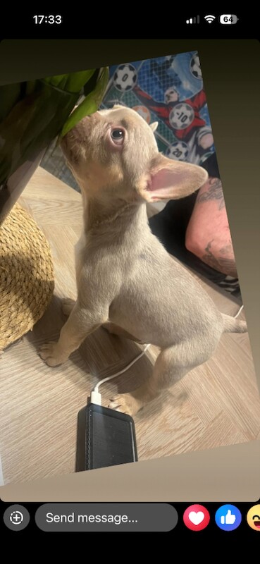 French Bulldog puppies for sale in Stockport, Manchester – KC registered, 10 weeks old - Image 2 of 3