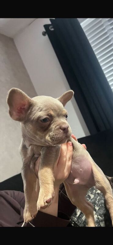 French Bulldog puppies for sale in Stockport, Manchester – KC registered, 10 weeks old - Image 3 of 3