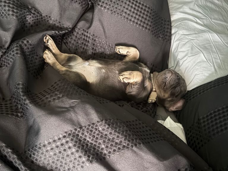 French bulldog puppy - Image 2 of 4