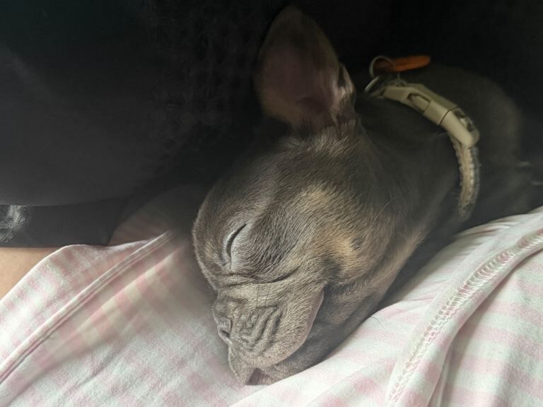 French bulldog puppy - Image 3 of 4