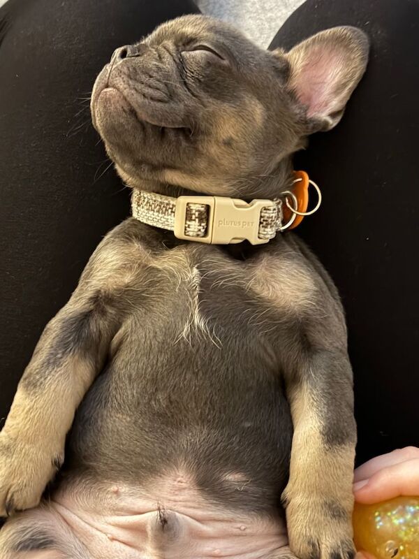 French bulldog puppy - Image 4 of 4