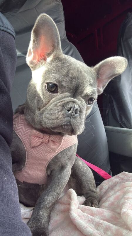 French bulldog puppy