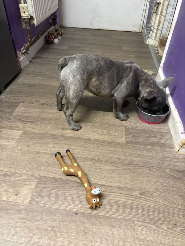 French bulldog puppy - Image 2 of 3