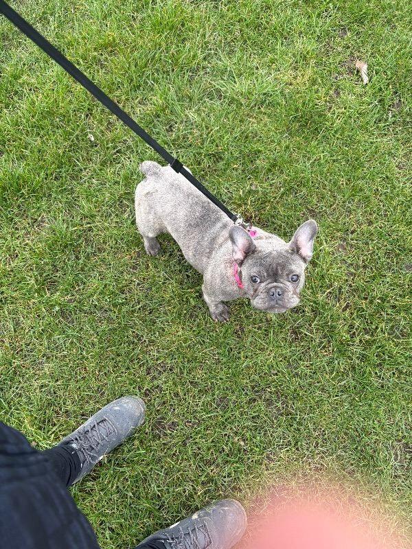 French bulldog puppy - Image 3 of 3