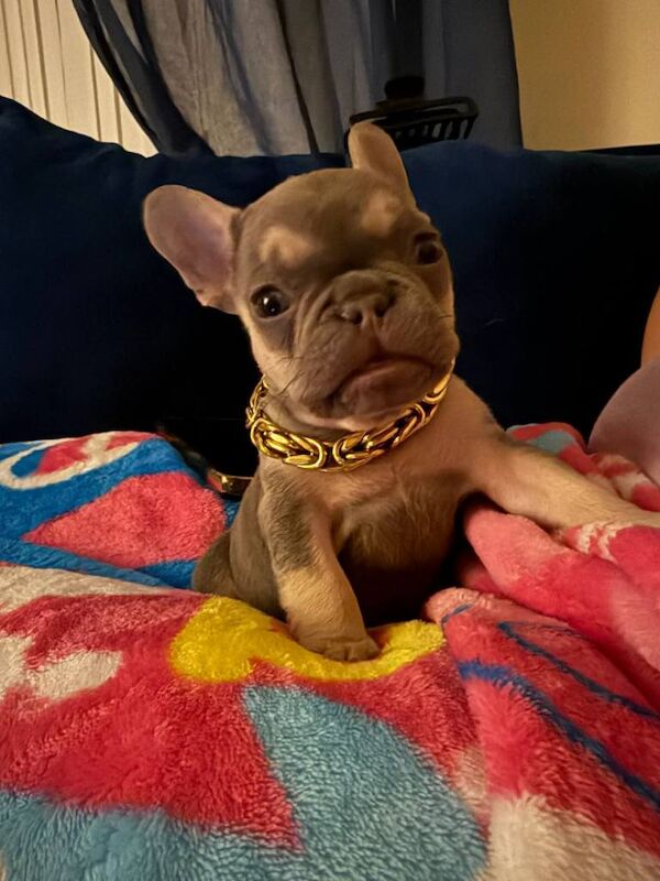 French Bulldog Puppy