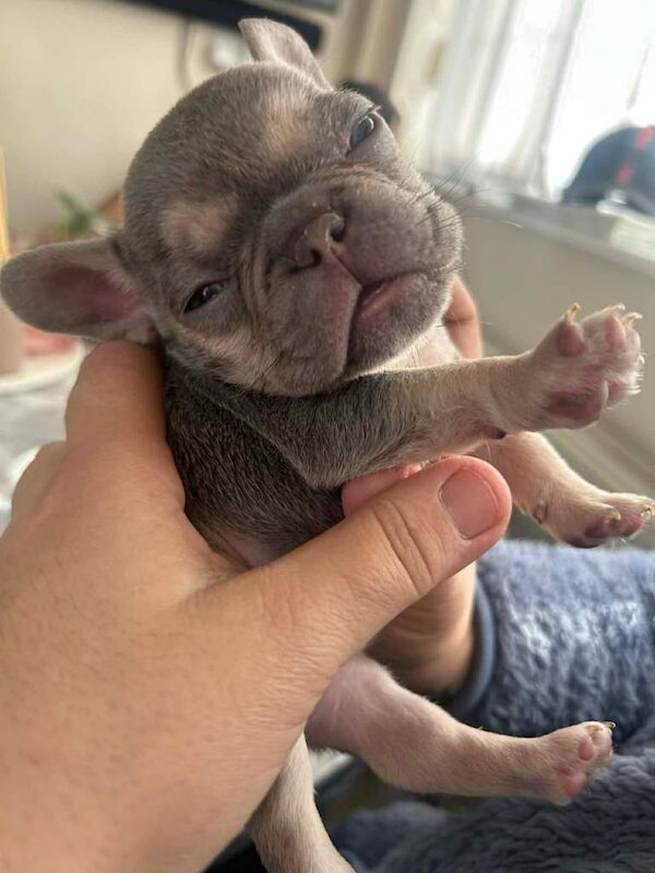 French Bulldog Puppy - Image 2 of 6