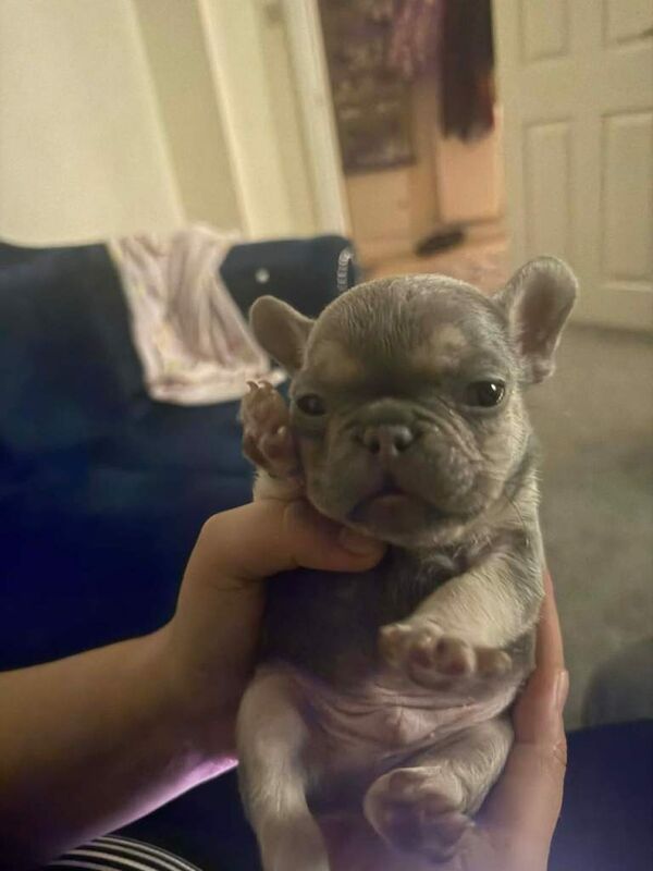French Bulldog Puppy - Image 3 of 6