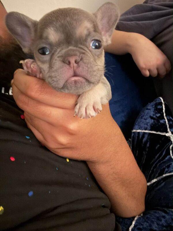French Bulldog Puppy - Image 4 of 6