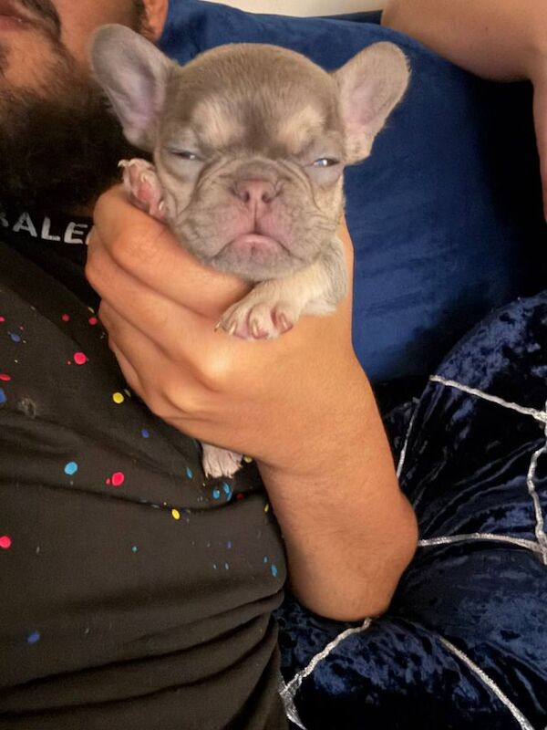 French Bulldog Puppy - Image 6 of 6