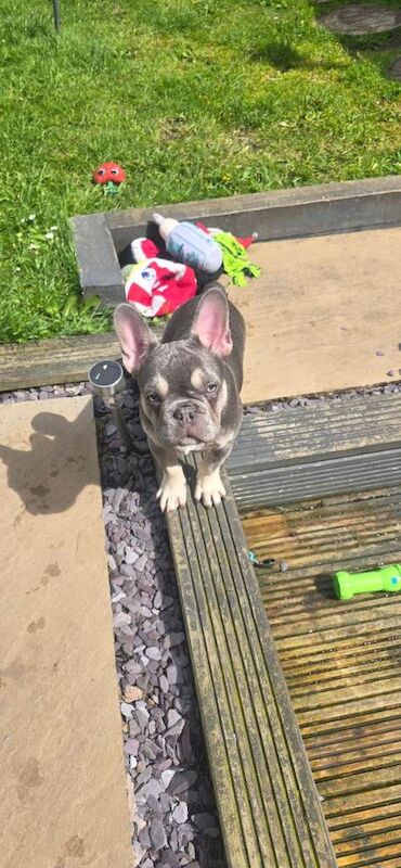 French bulldog puppy