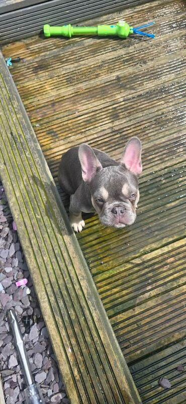 French bulldog puppy - Image 2 of 2