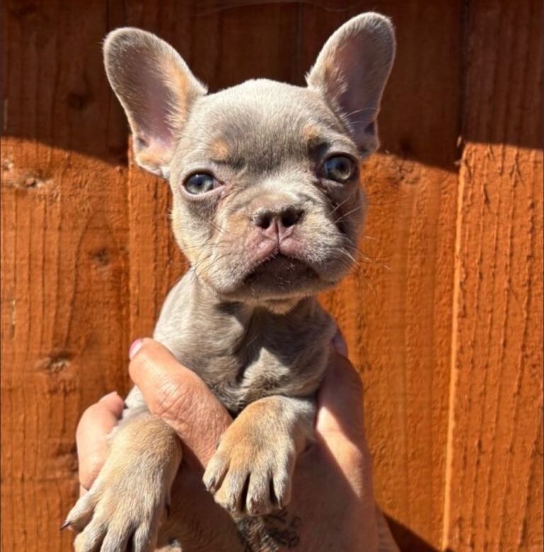French bulldog puppy
