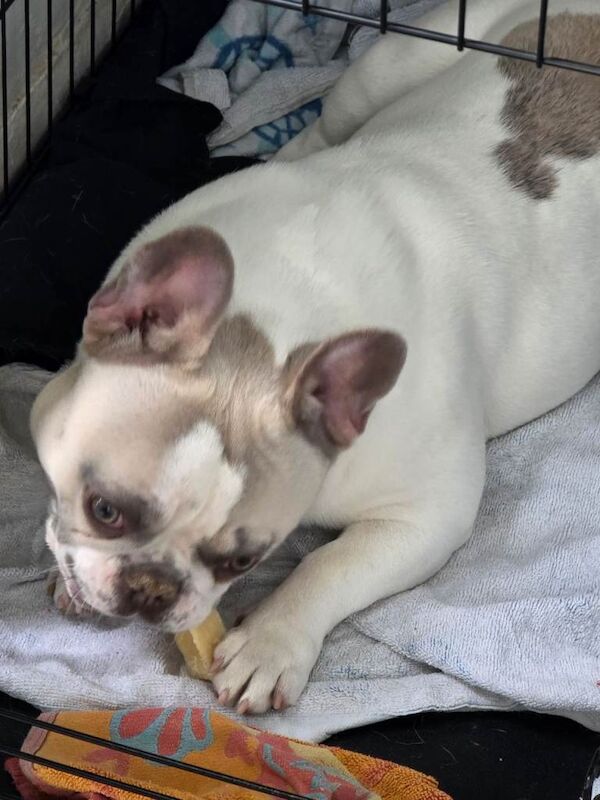 French bulldog puppy